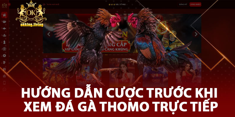 Hướng Dẫn Cược Trước Khi Xem Đá Gà Thomo Trực Tiếp