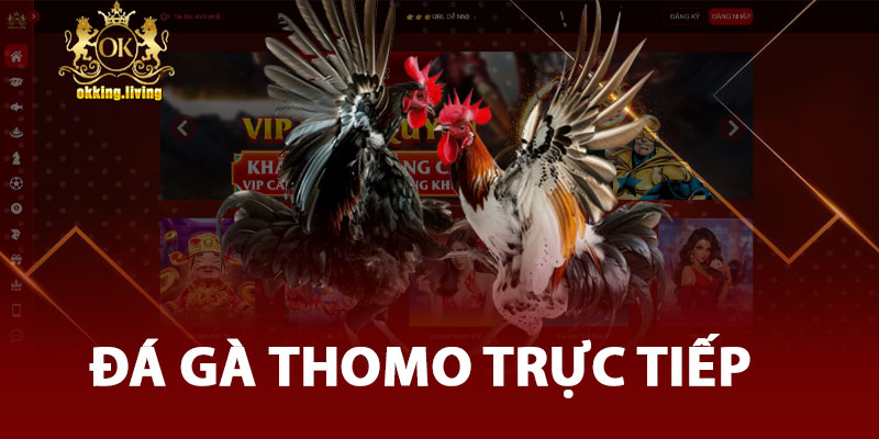 Đá Gà Thomo Trực Tiếp